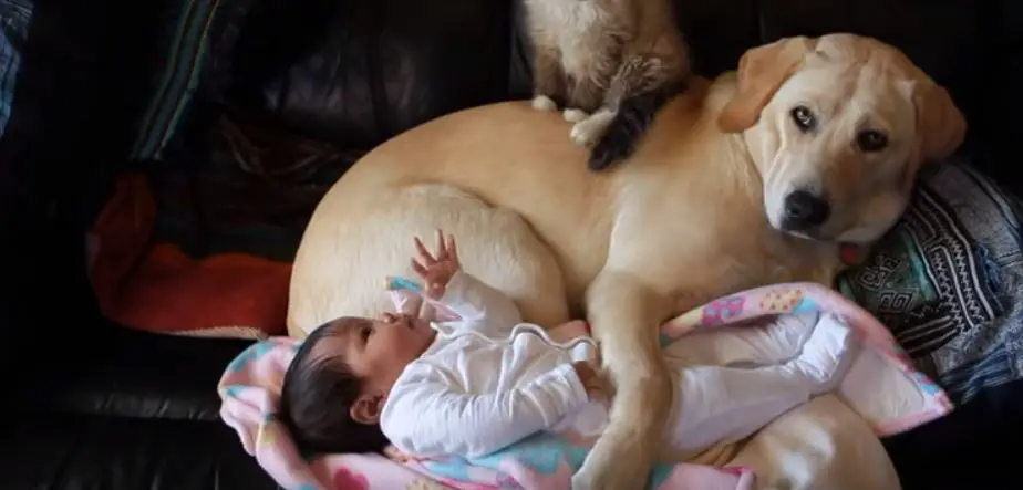 adorable babies playing with dogs and cats