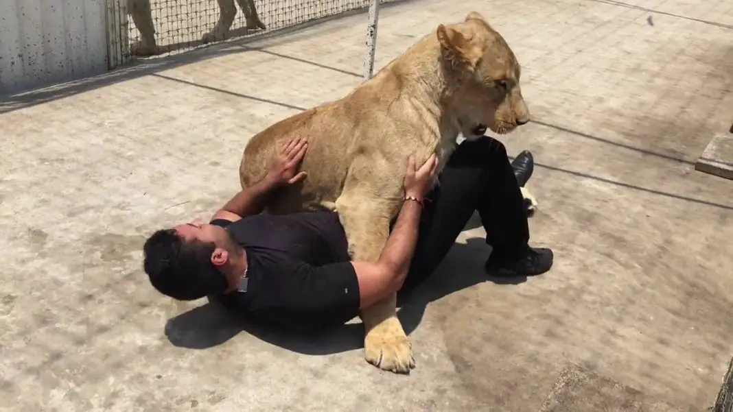 Man Is Reunited With Lion Whose Life He Saved. Wait Until You See How 