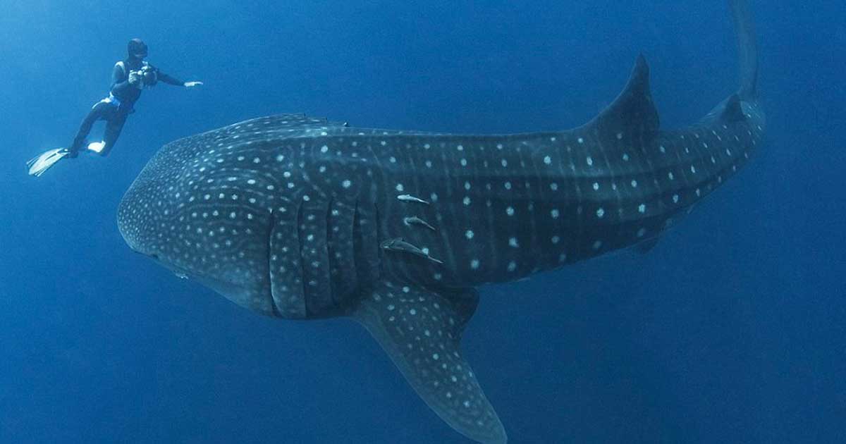 Diver Whale Shark Rescued Featured - Majesticanimals.net