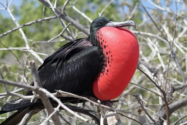 This bird attracts his valentine with his heart-shaped red throat sac