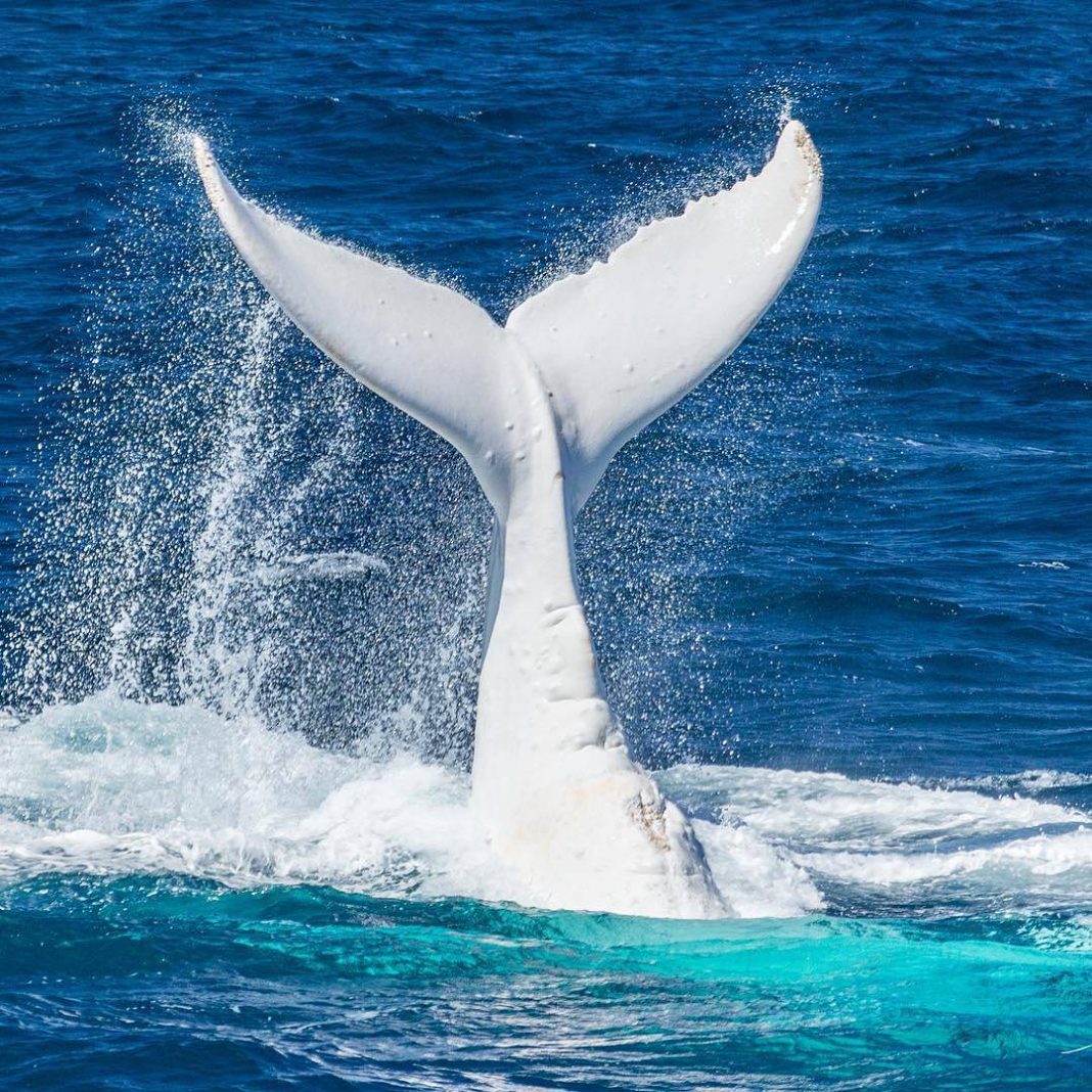 Magnificent white humpback whale filmed off coast of Australia