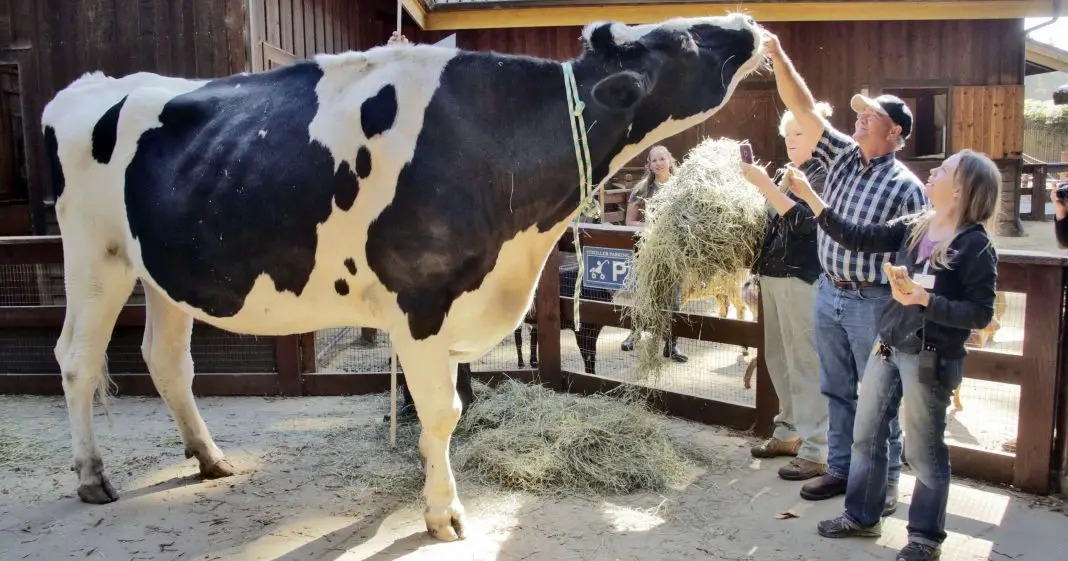 Meet Danniel he weighs 2,300 pounds and is the tallest cow in the world
