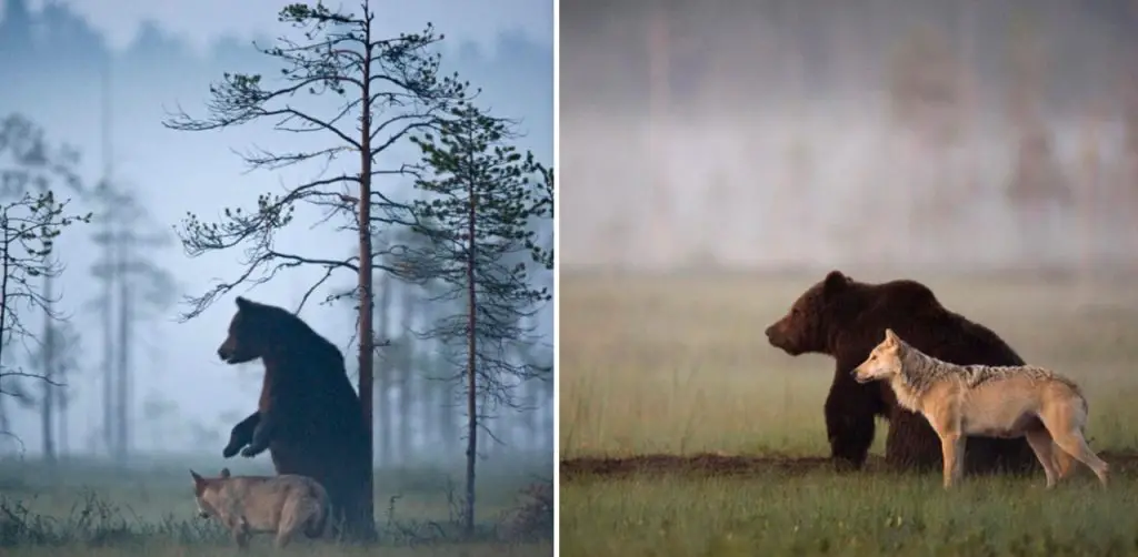 Finland wildlife Archives - MajesticAnimals.net