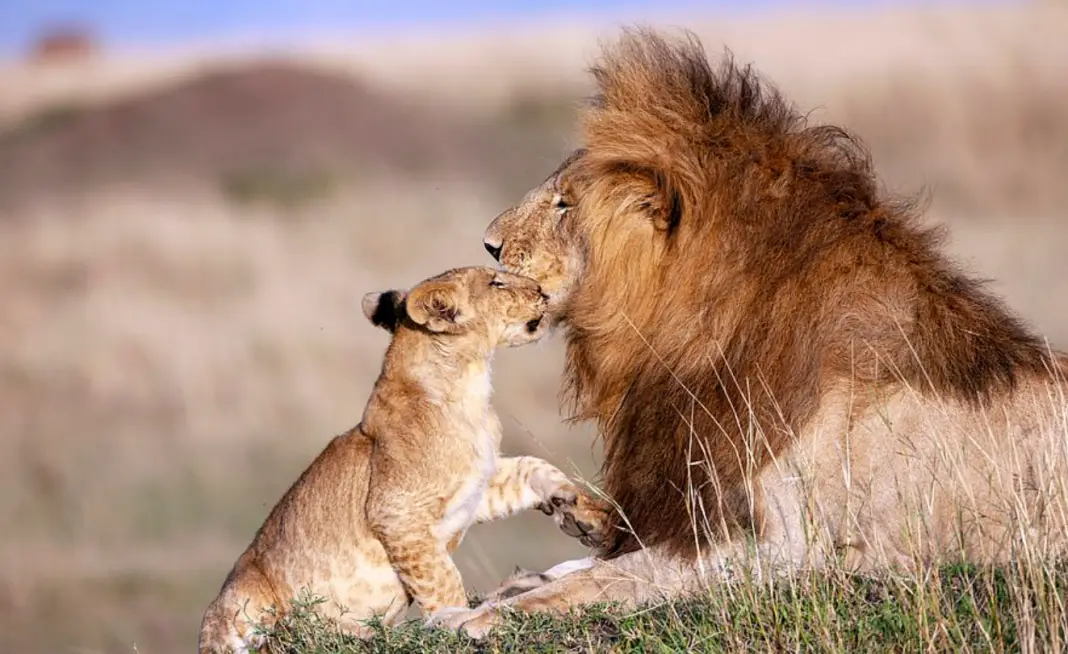 Majestic lion hugs cub, adorably recreating Lion King Mufasa and Simba ...