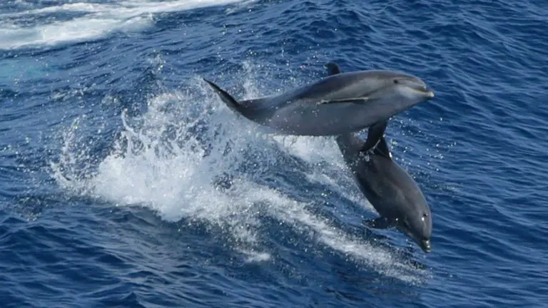 Pregnant Dolphins Sing to Their Unborn Calves