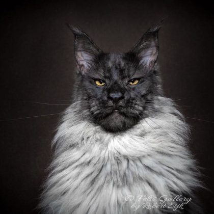 Majestic pictures show the true beauty of Maine Coons