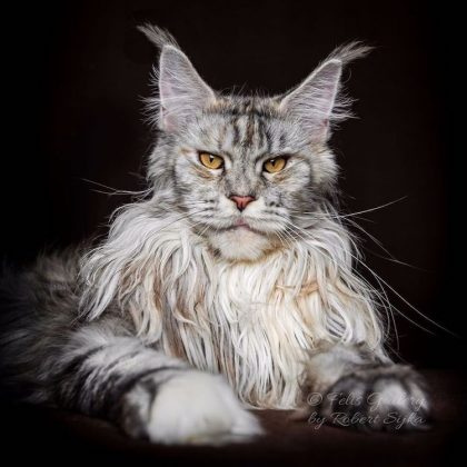 Majestic pictures show the true beauty of Maine Coons