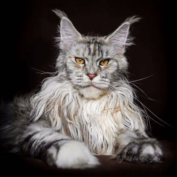 Majestic pictures show the true beauty of Maine Coons