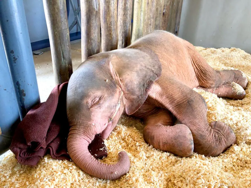 Baby albino elephant found trapped in snare touches hearts with her