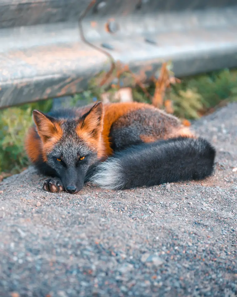 Rare melanistic fox spotted in the wild