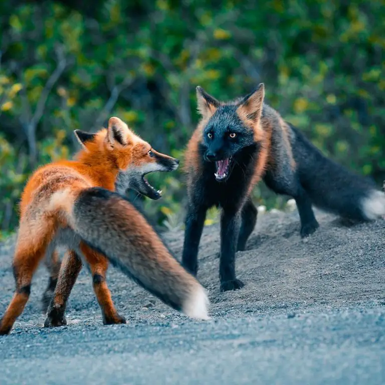 Rare melanistic fox spotted in the wild