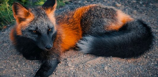 melanistic fox Archives - MajesticAnimals.net