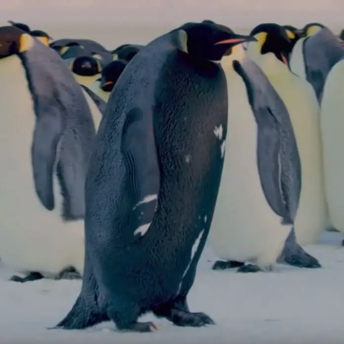 Rare black emperor penguin caught on camera for the very first time