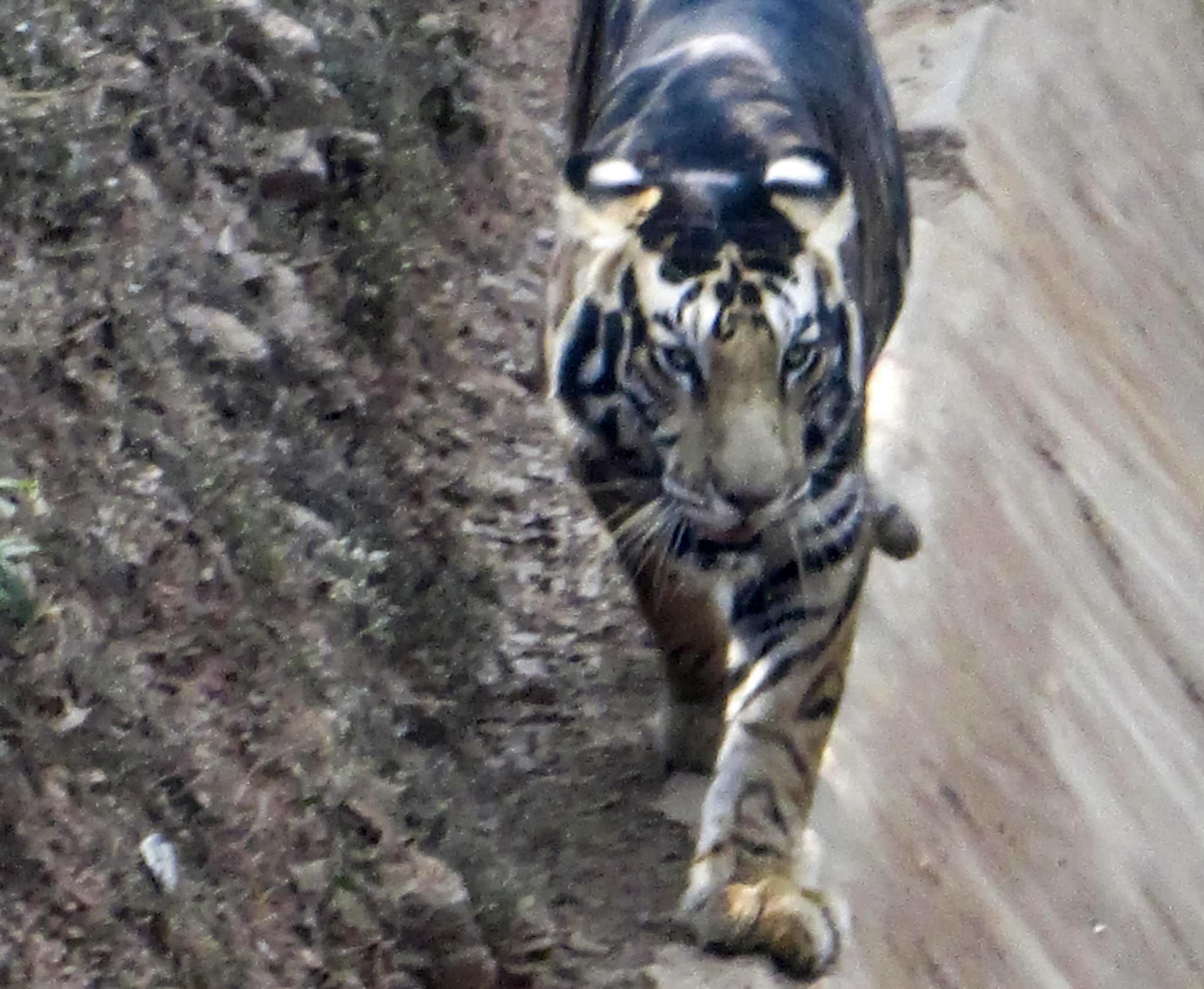 Extremely Rare Black Tiger Caught On Camera In India