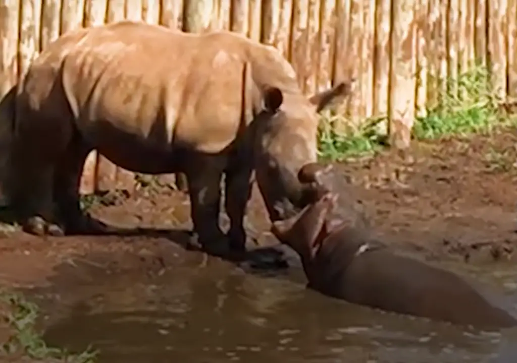 rhinoceros and hippopotamus