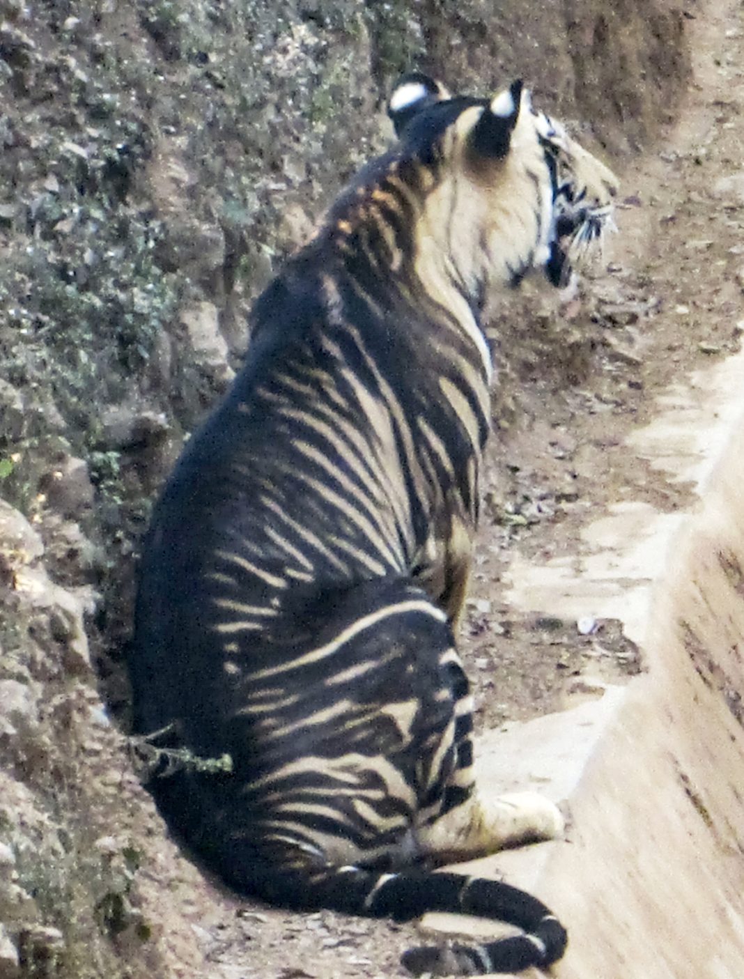 Rare melanistic tiger spotted in India