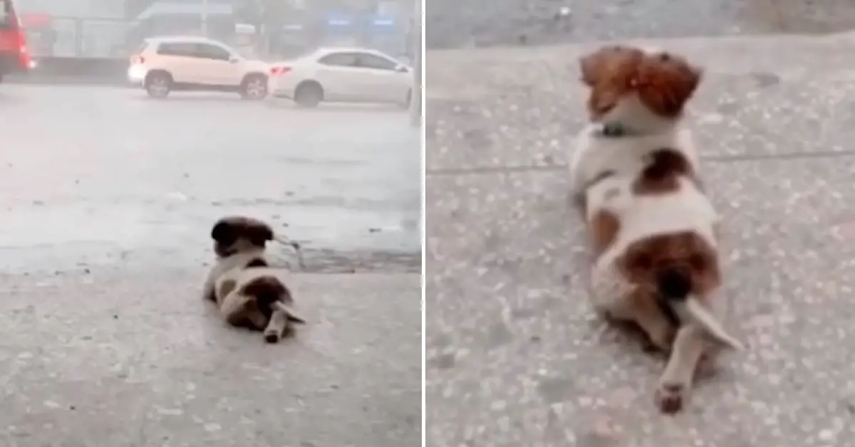 Adorable footage of a puppy peacefully watching the rain goes viral