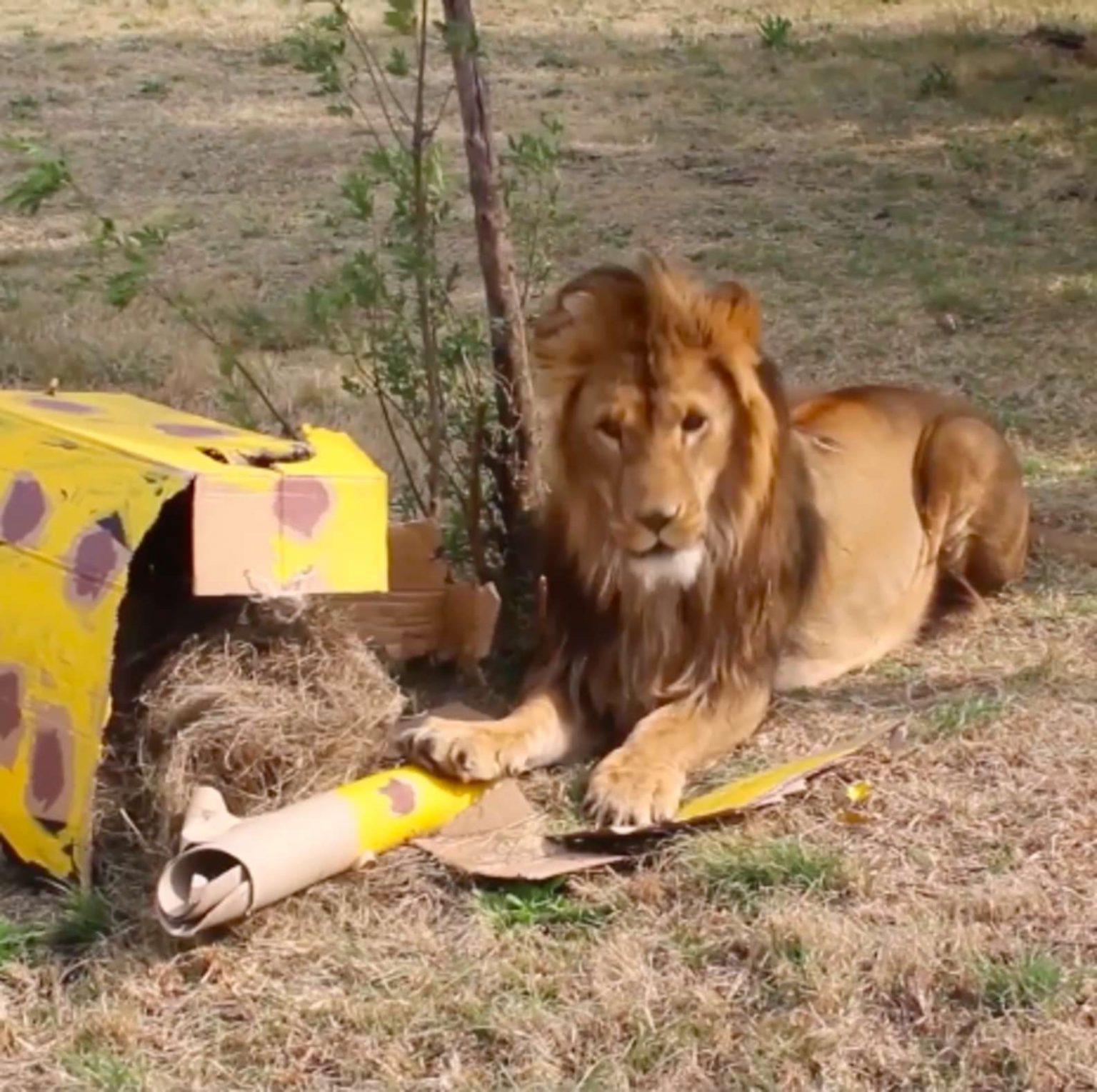 Rescue lion sees a cardboard box toy for the first time and totally ...