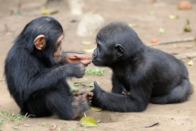 Baby chimp and baby gorilla share a beautiful bond