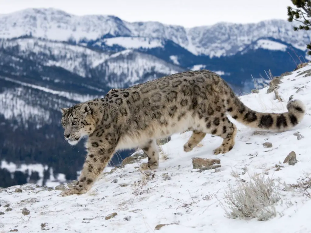 pdfpen snow leopard