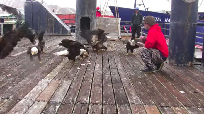 Alaskan man feeds huge flock of bald eagles in viral footage