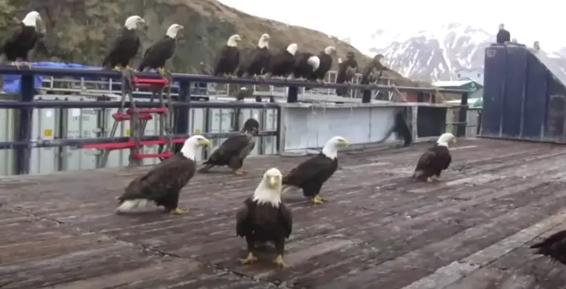 flock of eagles