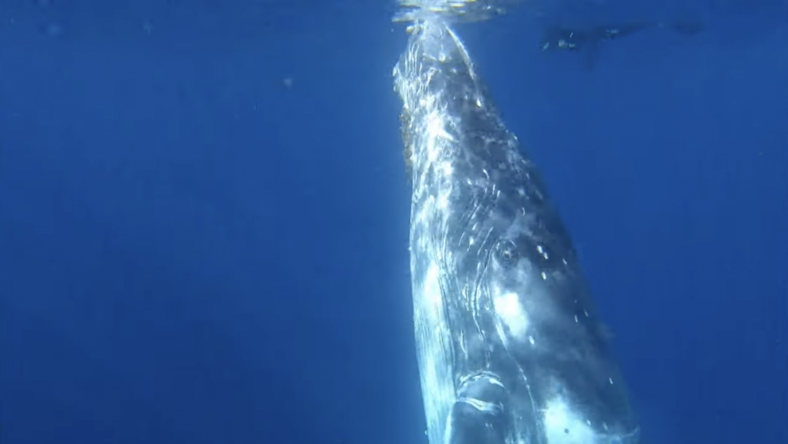 Friendly humpback whale gives diver the experience of a lifetime