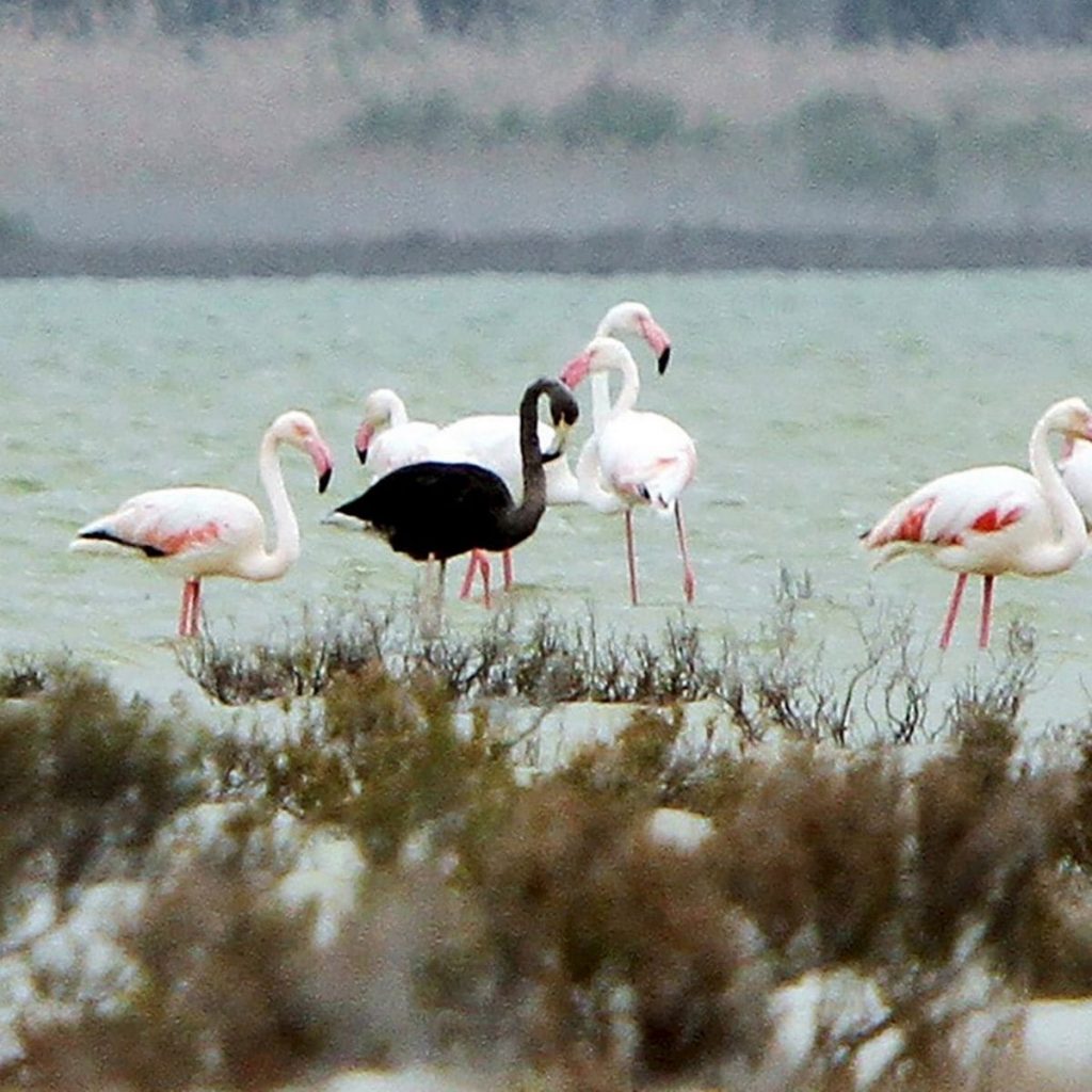 Rare black flamingo caught on camera in Cyprus