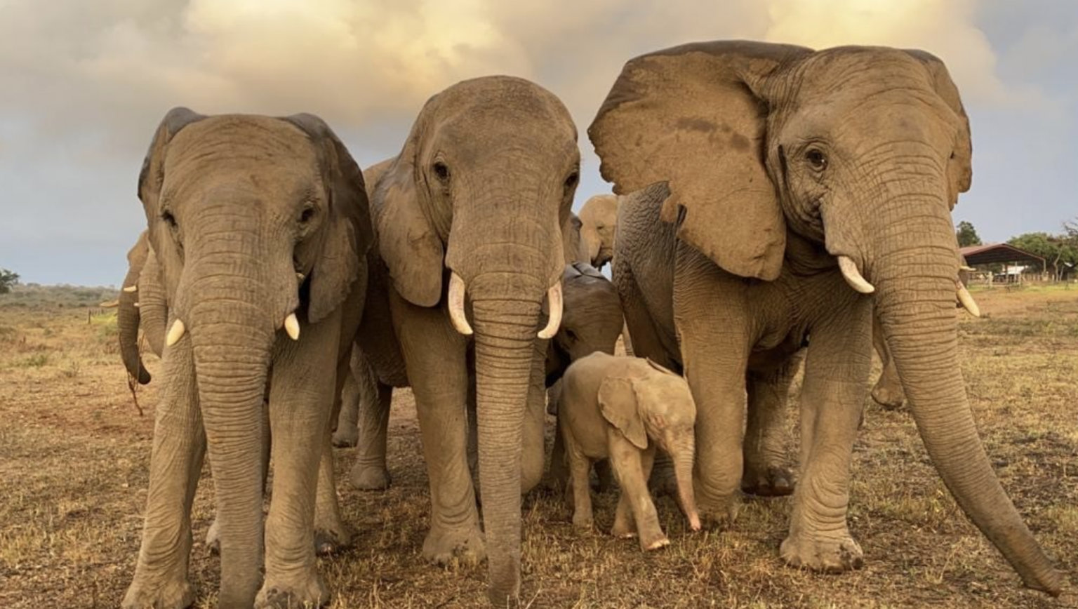 Orphaned albino elephant beats odds and and finds family in new herd