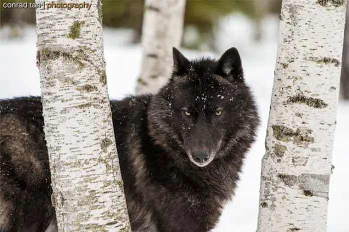 Photographer captures rare photos of majestic black wolf in Minnesota