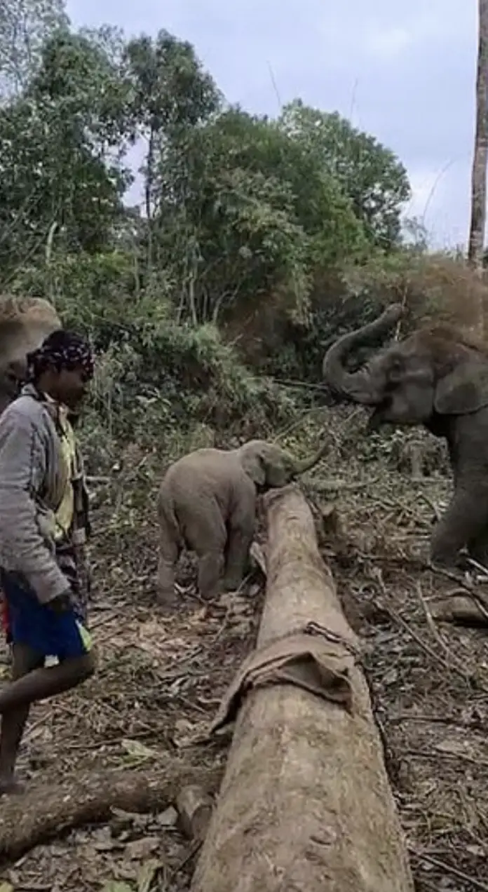 Adorable baby elephant fails to cross over a fallen tree and goes viral