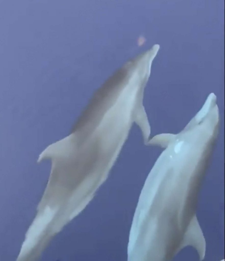 Pair of dolphins spotted holding 'hands' while swimming