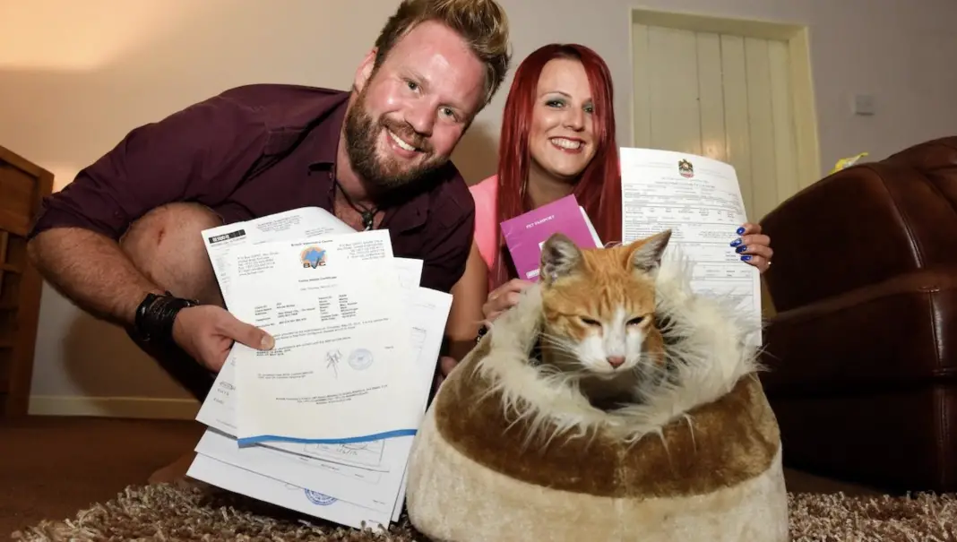 couple-cancel-dream-wedding-to-adopt-a-stray-cat