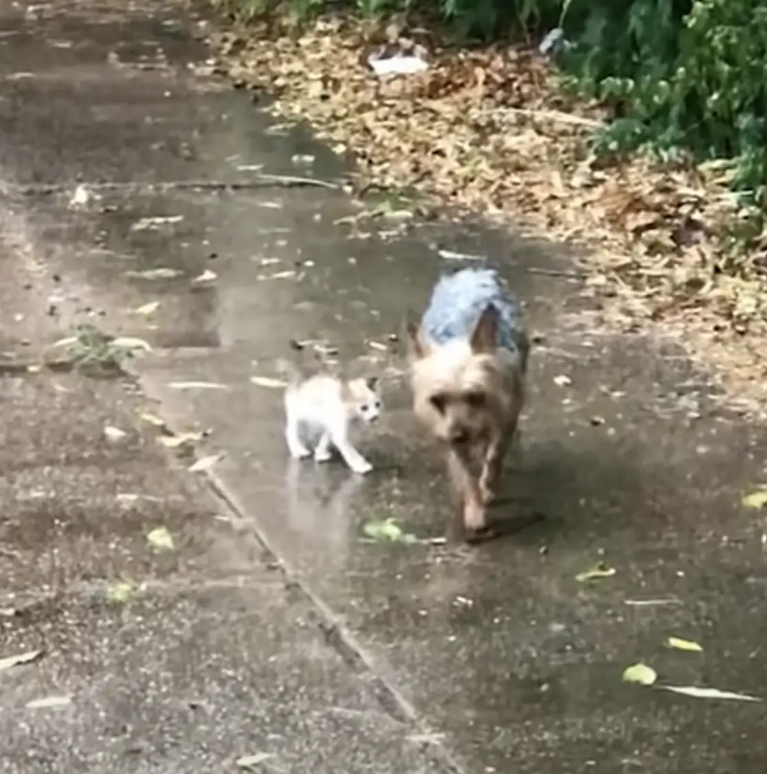 Hazel made sure to bring the kitty home safely.