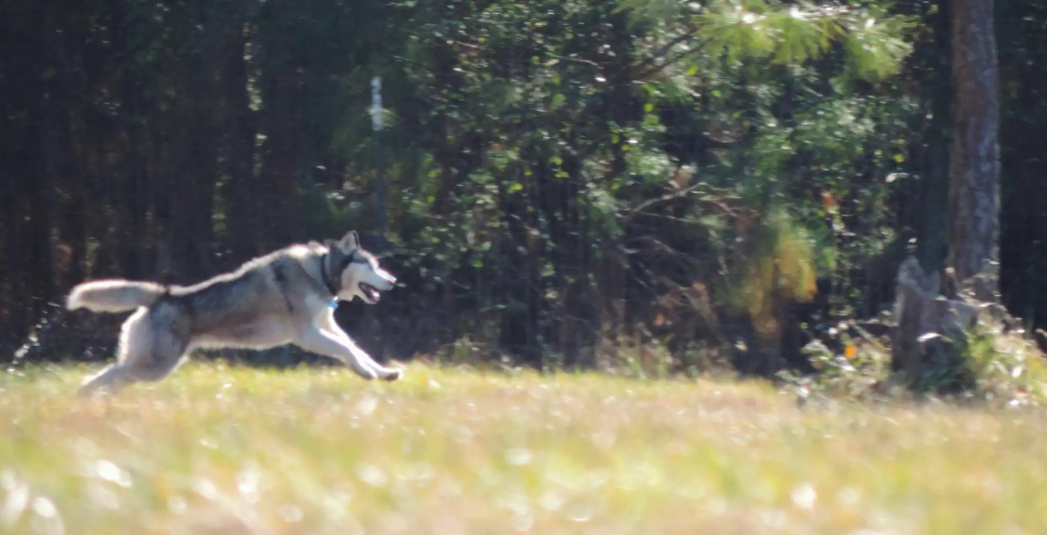 Finally, the rescuers managed to rescue Biscuit and eight other canines. They were all taken to Good Newz Rehab, a rehabilitation center in Virginia.