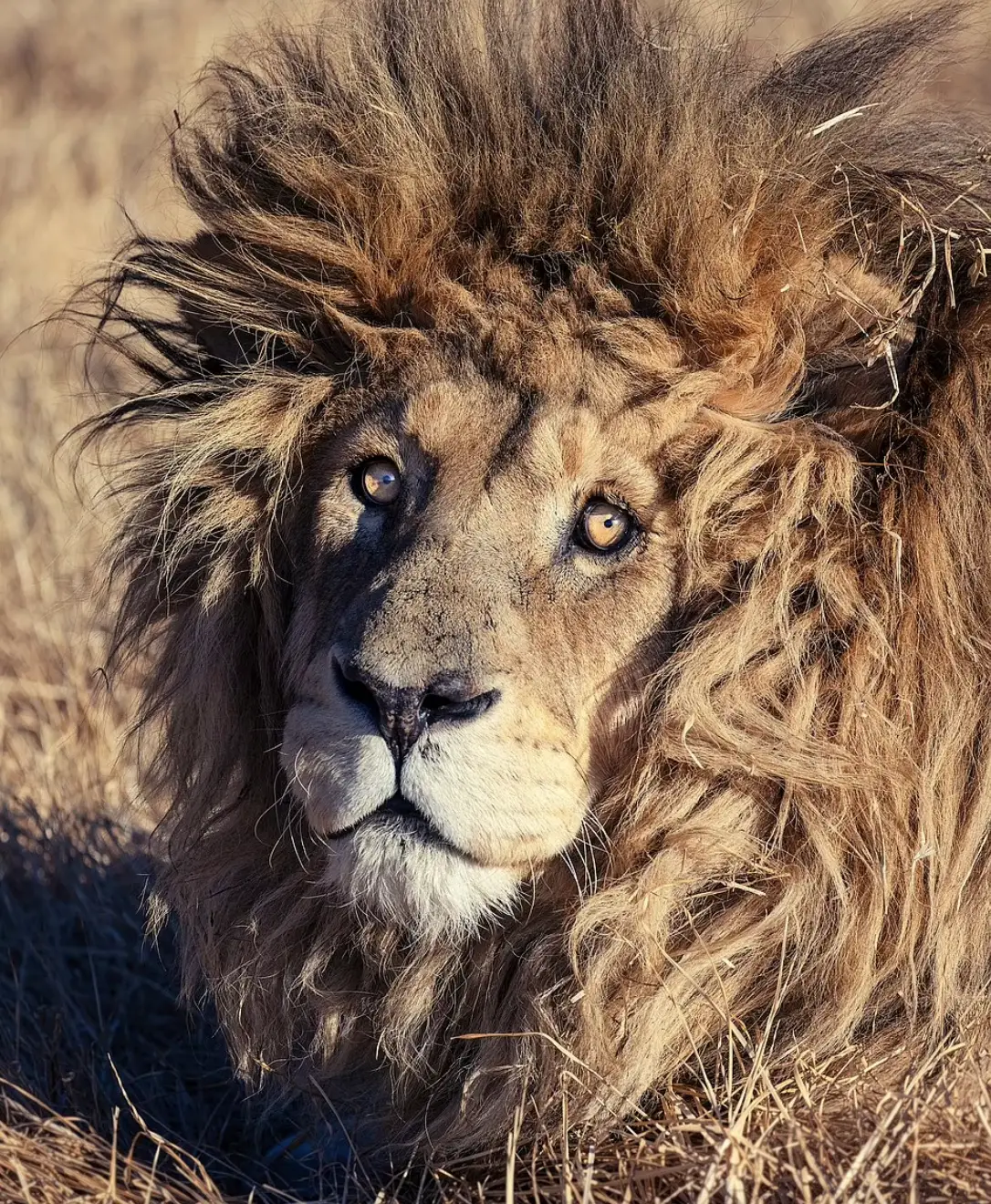 The photo was captured by Simon Needham, a wildlife photographer