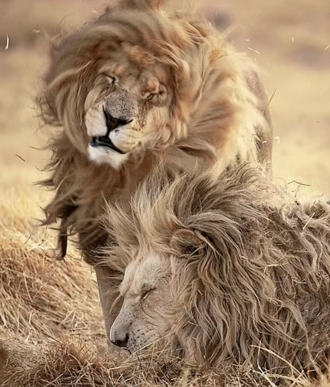 one of the 77 lions who reside in the Glen Garriff Conservation, a wildlife park near Harrismith, South Africa