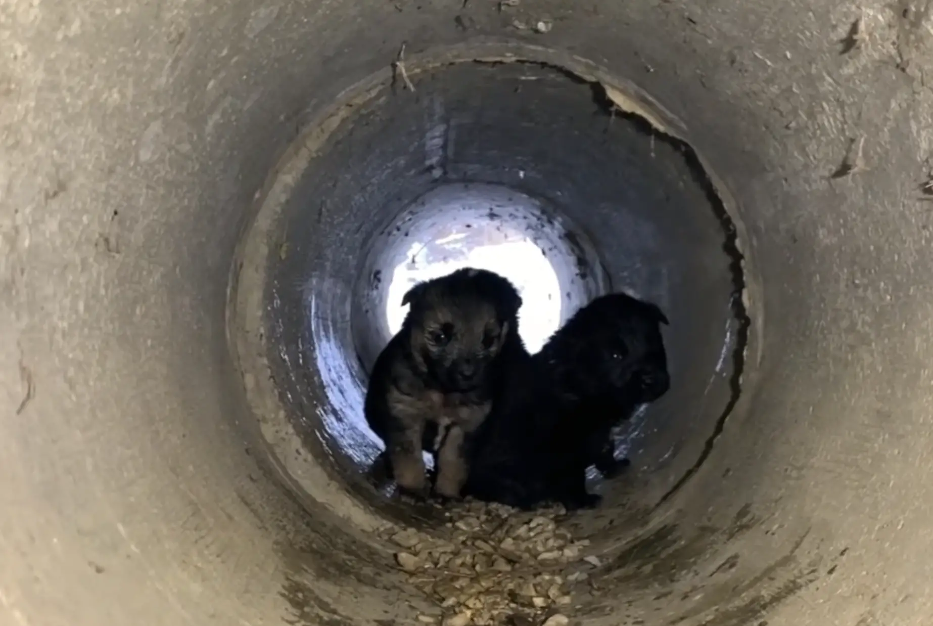 These adorable little pups were forced to live in this drain pipe because of the harsh winter raging outside.