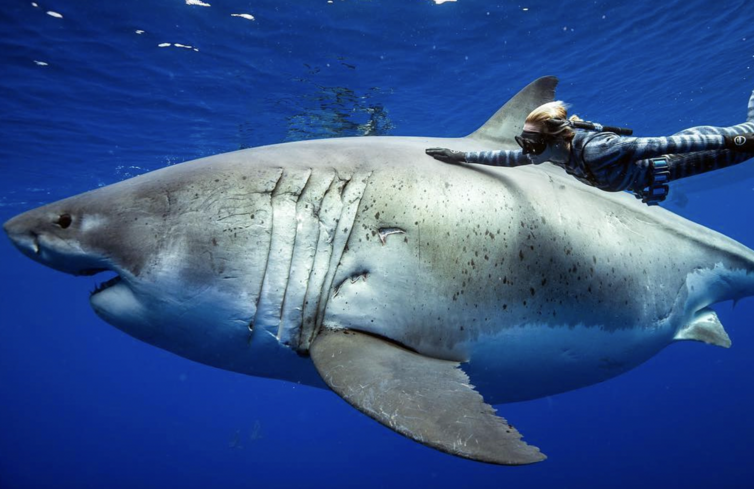 Camera Captures Divers Swimming With Largest Great White Shark Off Hawaii