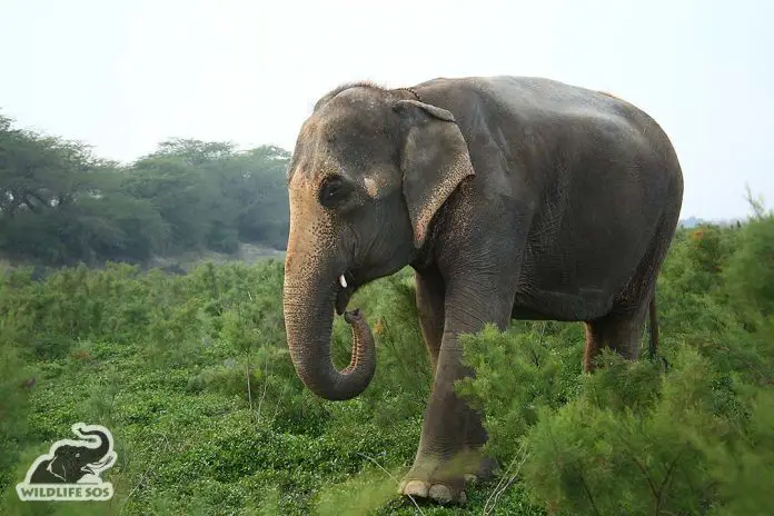 blind-elephant-takes-her-first-steps-to-freedom-after-46-years-of-suffering