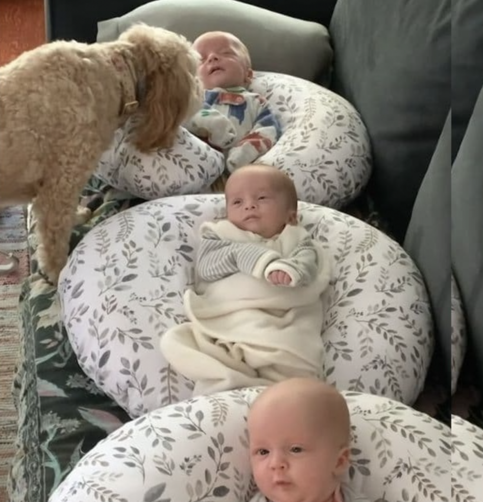 Watch dog checking up on newborn triplets to make sure they are safe