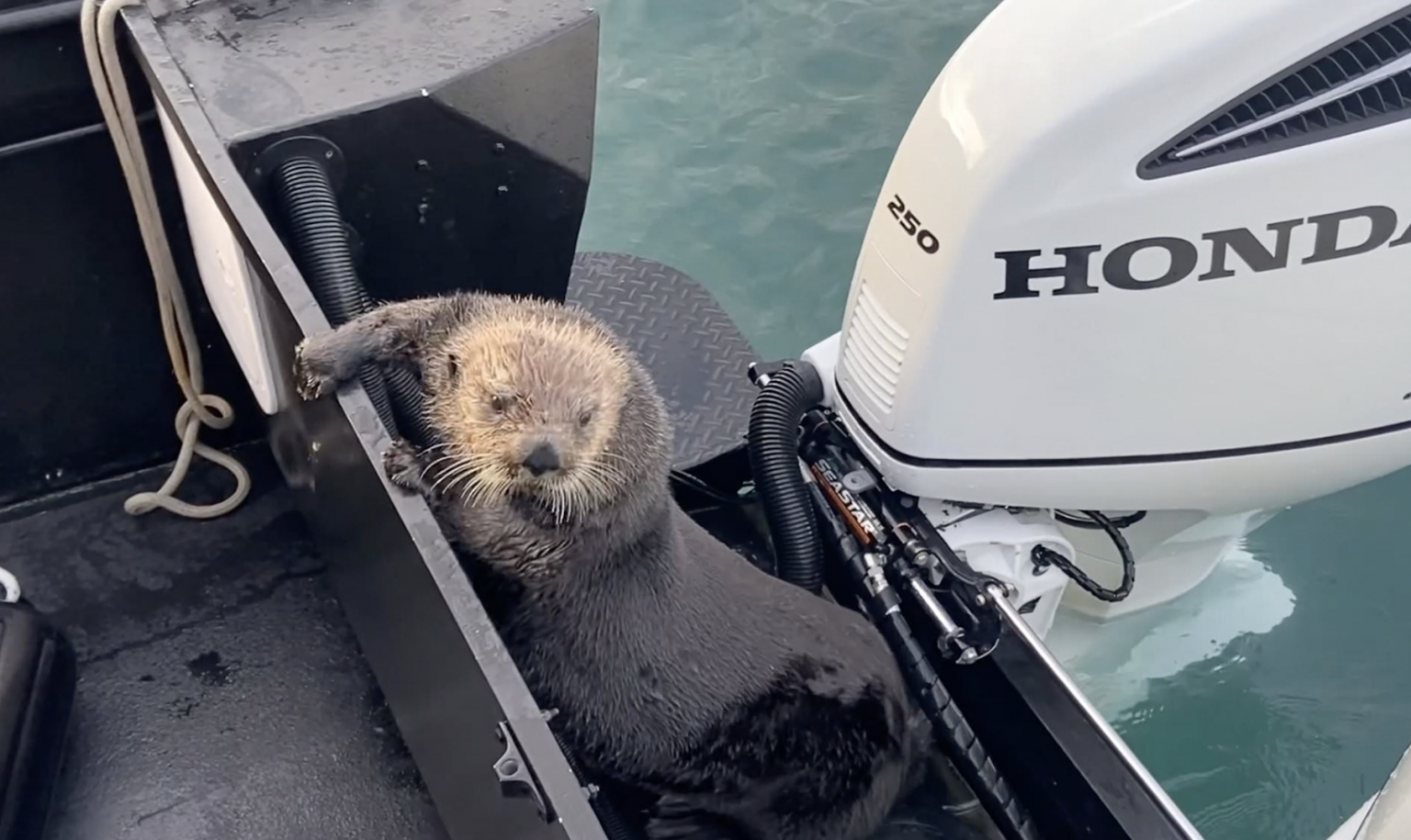 Sea otter jumps on man's boat to escape orca in dramatic footage