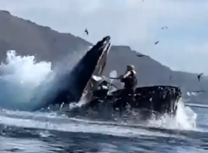 Dramatic footage shows humpback whale engulfing two kayakers into mouth