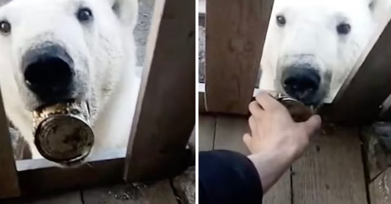 Starving polar bear begs humans for help after getting tin can stuck in ...