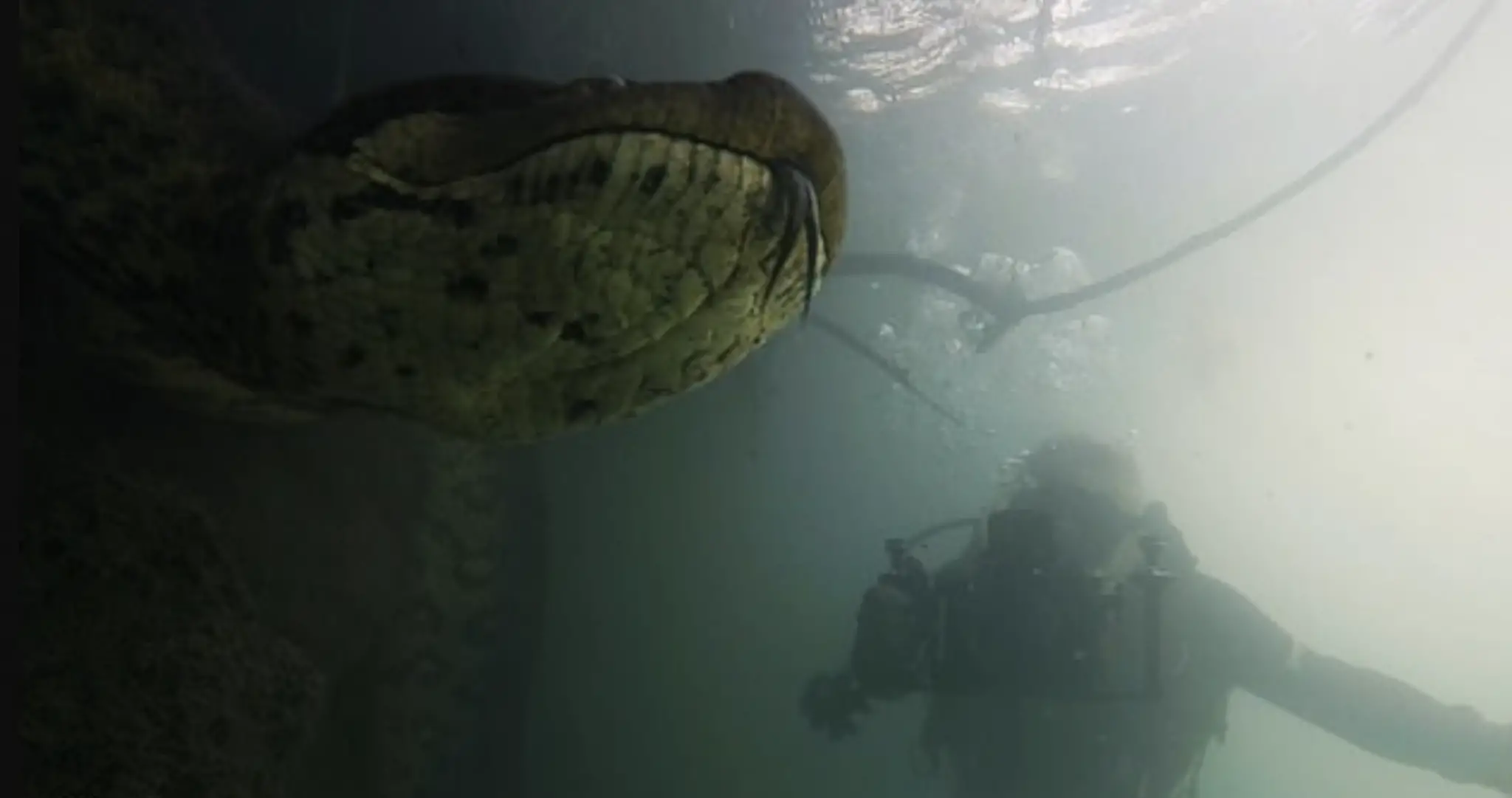 diver-encounters-massive-23-foot-long-anaconda-in-brazilian-river