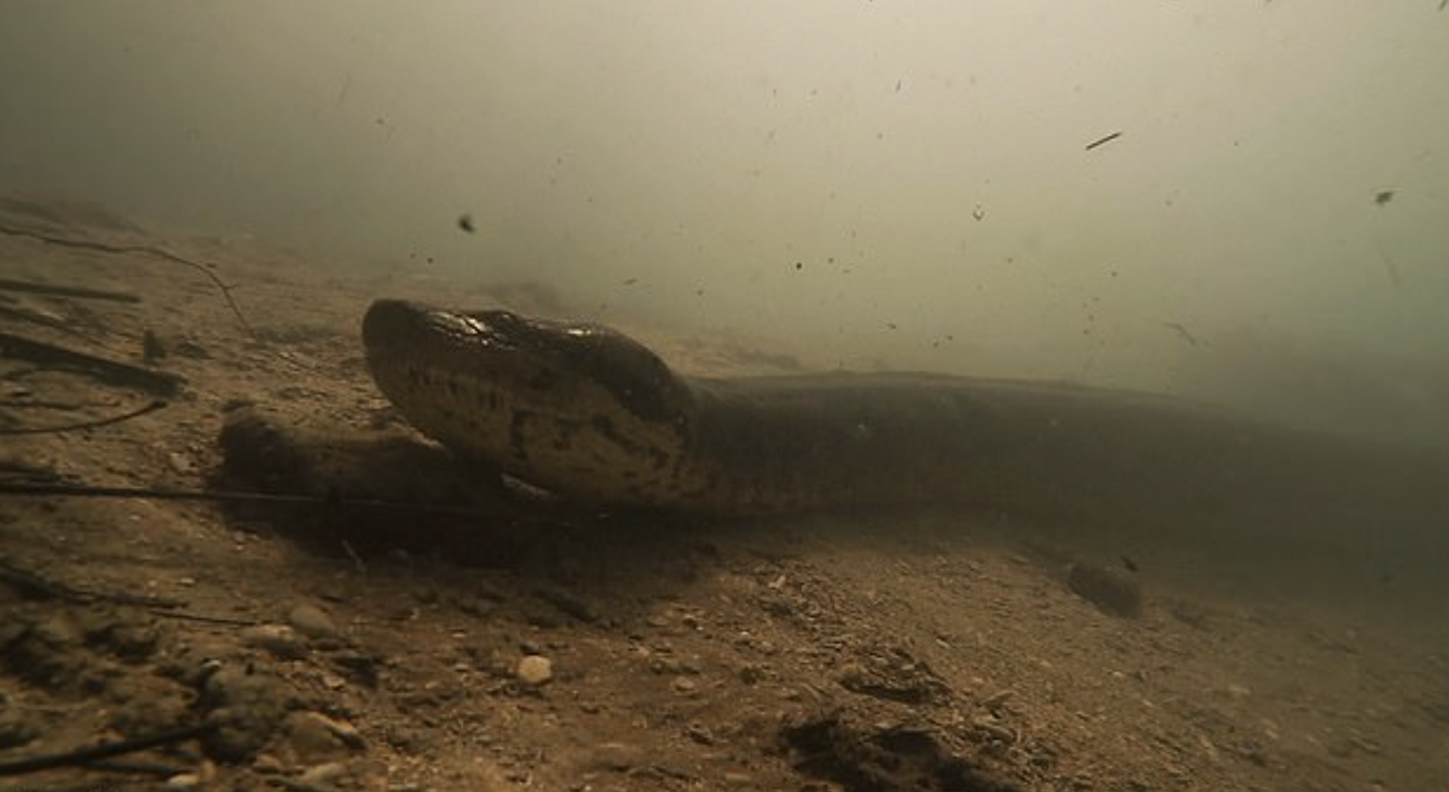 Diver comes face-to-face with giant 23ft long anaconda in Brazilian river