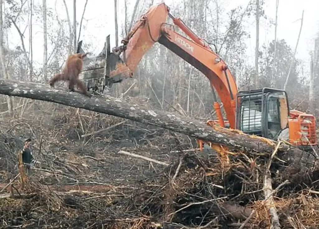 Orangutan desperately trying to fight off excavator that's destroying ...