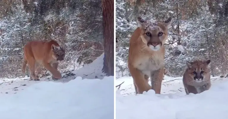 Trail Camera Mountain Lion MajesticAnimals Net   Trail Camera Mountain Lion 768x403 