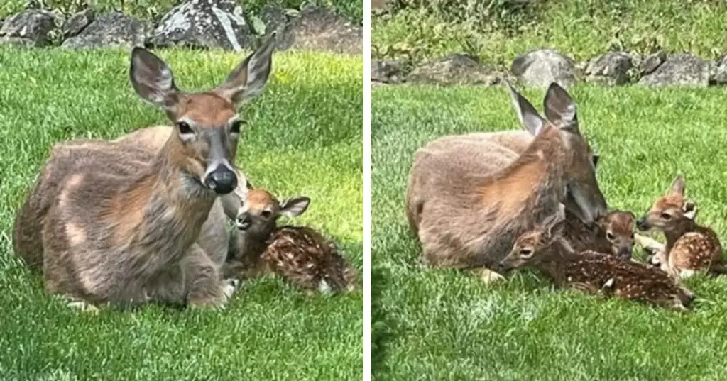 deer-gives-birth-majesticanimals